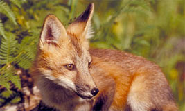 Red Fox