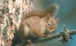 Red Squirrel