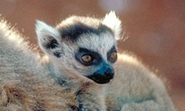 Ring-tailed Lemur