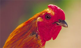 Rooster