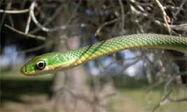 Rough Green Snake