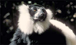 Ruffed Lemur
