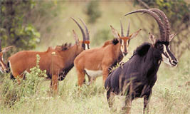 Sable Antelope