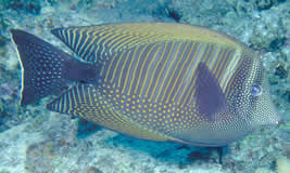 Sailfin Tang