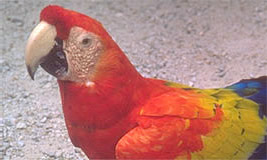 Scarlet Macaw