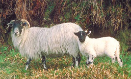 Scottish Highland Sheep