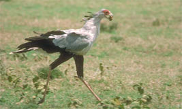 Secretary Bird