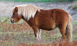 Shetland Pony
