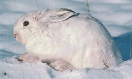 Snowshoe Hare