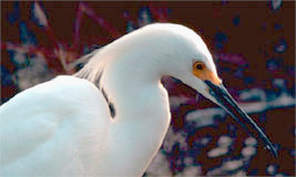 Snowy Egret