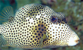 Spotted Trunkfish