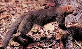 Tayra