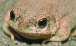 Toad