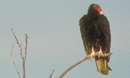 Turkey Vulture