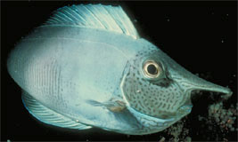 Unicorn Fish