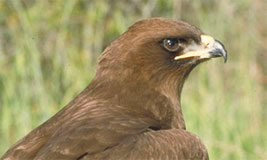 Wahlberg's Eagle