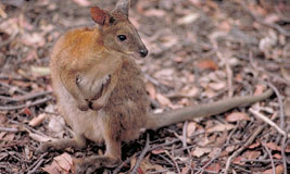 Wallaby