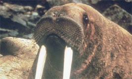 Walrus