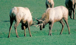 Wapiti