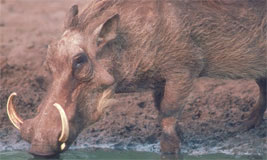 Warthog