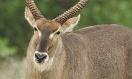 Waterbuck