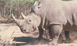 White Rhinoceros