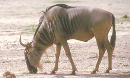 Wildebeest