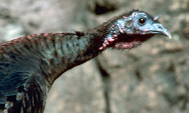 Wild Turkey