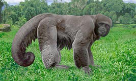 Woolly Spider Monkey
