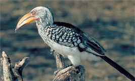 Yellow-billed Hornbills