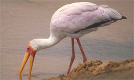 Yellow-billed Stork