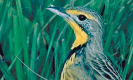 Yellow-throated Longclaw