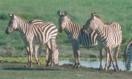 Zebra